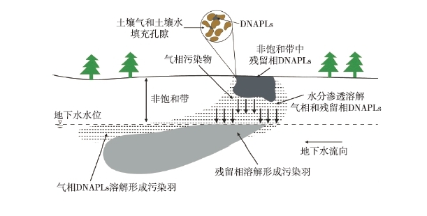 DNAPLs泄漏至地表后，受到重力作用向下遷移